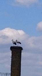 2018.04.17 Storchenankunft