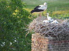 2019 Juni Storchennest