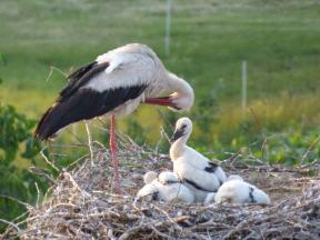 2019 Juni Storchennest Küken