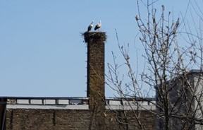 2020.04.07 Ankunft Storch 2