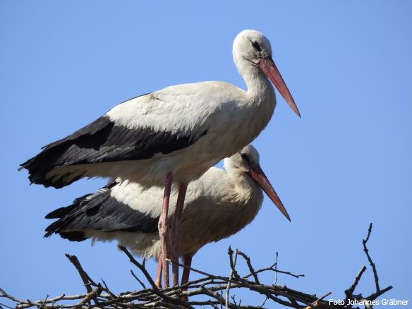 2022 Storchenpaar